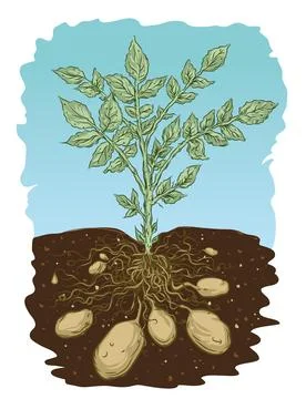Potato Plant Stock Illustration