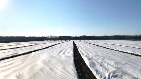Potato plantations in early spring fields covered with spunbond agrofibre. Stock Footage 128760767
