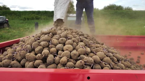 Potato planter. Worker pours seed potatoes into a potato planter from cloth bags Stock Footage 246496624