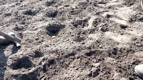 Potato planting Stock Footage 191151136