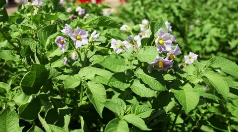 Potato plants in bloom Stock Footage 61482097