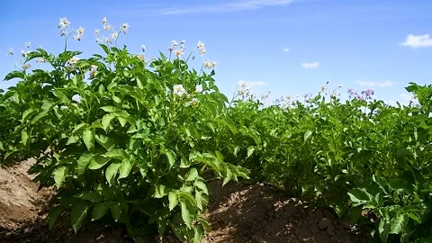 Potato plants field Видео 221350139