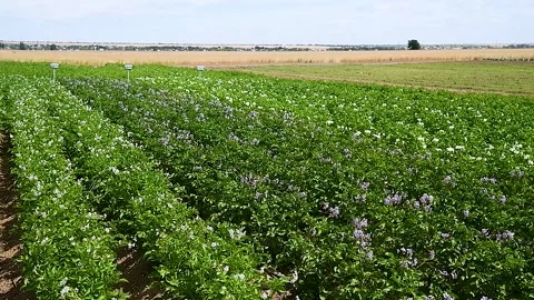 Potato plants field 動画素材 221350189