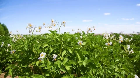 Potato plants field Stock Footage 225325648
