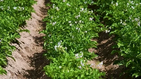 Potato plants field Stockbeeldmateriaal 225325744