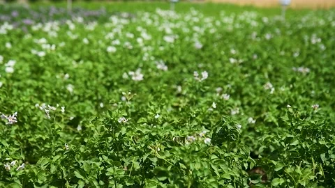 Potato plants field Stockbeeldmateriaal 237713418