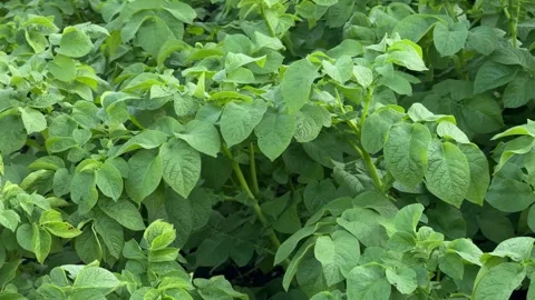 Potato-plants-field Stock Footage 339582615