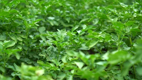 Potato plants in field sway in the wind. Focus shift shooting Stock Footage 153120071