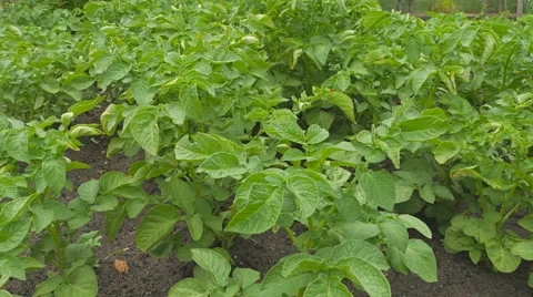 Potato plants in the garden Stock Footage 64794059