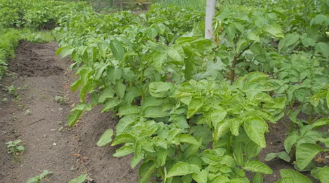 Potato plants in the garden Stock Footage 64794105