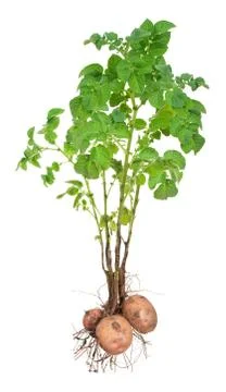Potato plants Stock Photos