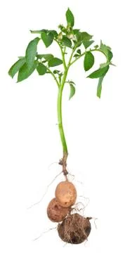 Potato plants Stock Photos