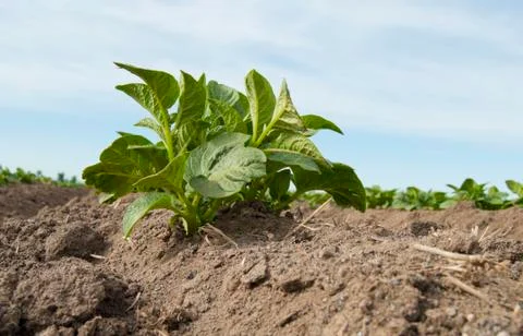 Potato plants Stock Photos