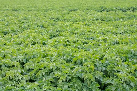 Potato plants Stock Photos