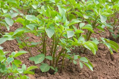 Potato plants starting to develop Stock Photos