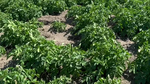 Potato plants in white bloom, top view. Greenflowering potato bushes swaying in Stock Footage 278642966