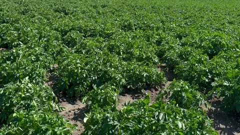 Potato plants in white bloom view from the bottom to up. Greenflowering potato Stock Footage 279040678