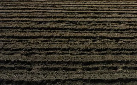 Potato plot photographed with a drone Stock Photos