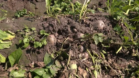 Potato production. Stock Footage 321829271