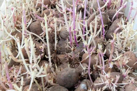 Potato with purple sprouts Stock Photos