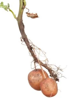Potato root Stock Photos