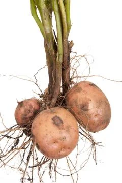 Potato root Stock Photos