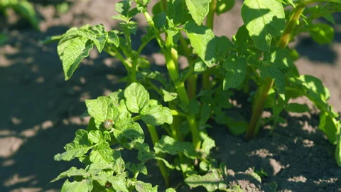 Potato is a root vegetable. Colorado striped beetle parasite on green leaves Stock Footage 204809384
