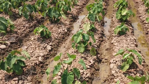 The potato is a root vegetable native to Americas 4k Stock Footage 153755639