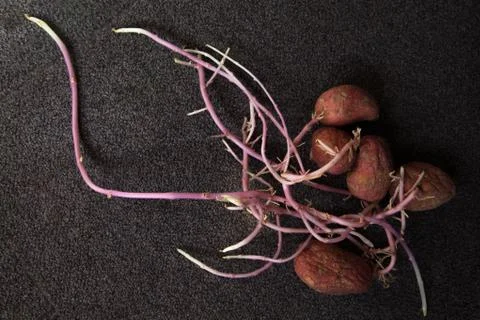 Potato with roots Stock Photos