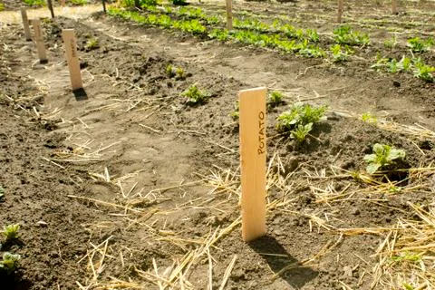 Potato rows Foto stock
