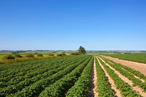 Potato rows in summer Stock Photos