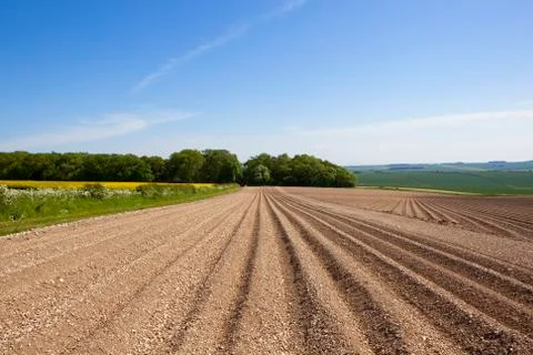 Potato rows in Summer Stock Photos