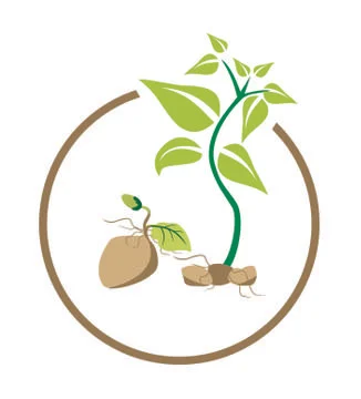 Potato seed design vector Stock Illustration