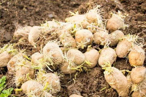 Potato seed Stock Photos