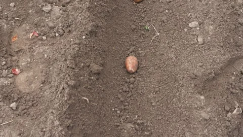 Potato Seeds Lie In A Soil Bed Before Planting 库存影片 240295441