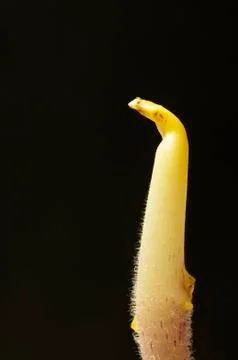 Potato shoot Stock Photos