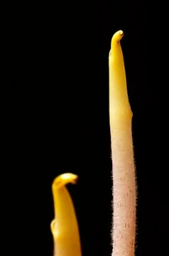 Potato shoot Stock Photos