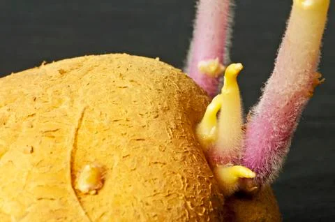 Potato shoot Stock Photos