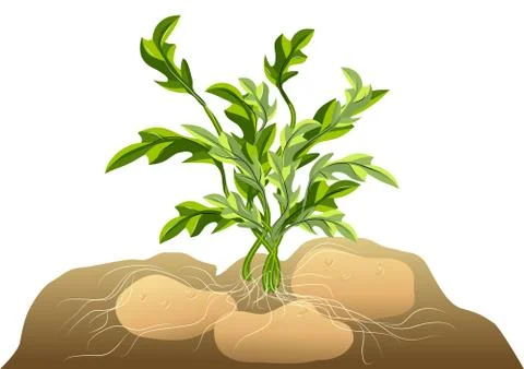 Potato in soil Stock Illustration