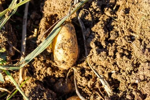 Potato in soil Stock Photos