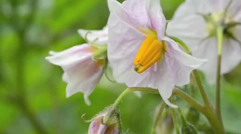 Potato (Solanum tuberosum) Stock Footage 14925064