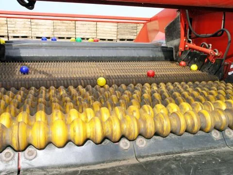 Potato sorter machine (operator) at work Stock Photos
