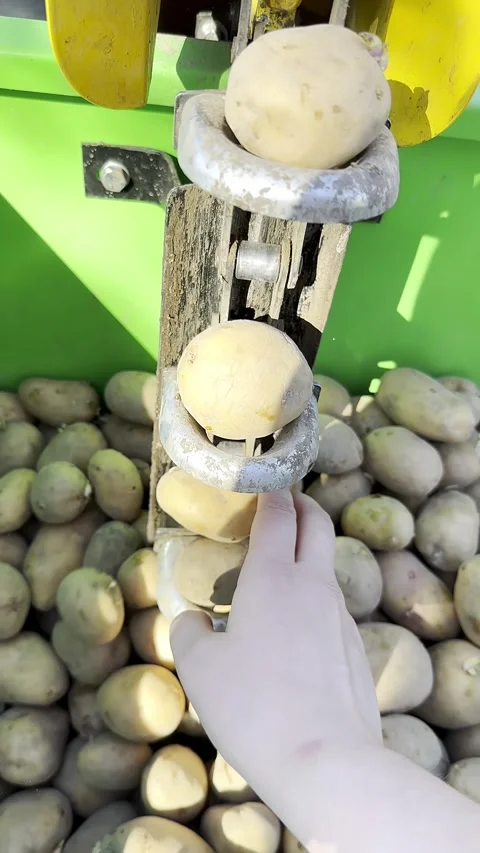Potato Sorting Process in Bright Outdoor Setting Stock Footage 336811276