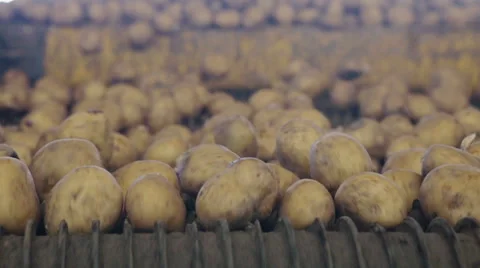 Potato sorting, processing and packing factory Stock Footage 56959759