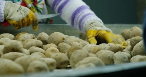 Potato sorting, processing and packing factory Video stock 90983189