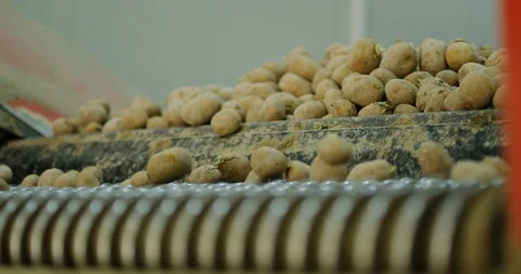 Potato sorting, processing and packing factory Stock Footage 90983913