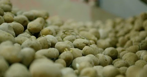 Potato sorting, processing and packing factory Stock Footage 90985141