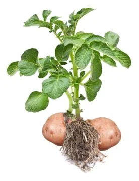 Potato sprout Stock Photos