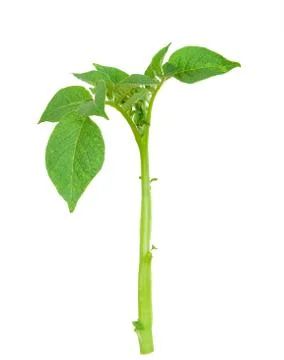 Potato sprout Stock Photos