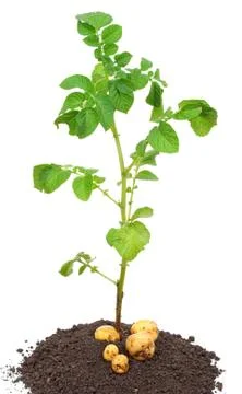 Potato sprout Stock Photos